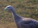 Cape Barren Goose (WWT Slimbridge March 2012) - pic by Nigel Key